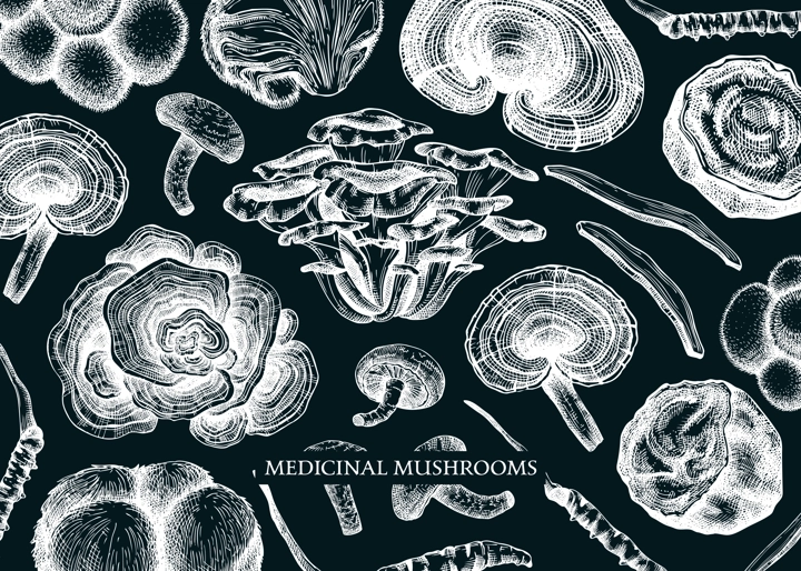 Medicinal mushroom vector background. Sketched adaptogenic plants banner design. Perfect for traditional medicine recipe, menu, label, packaging. Magic fungi sketches on chalkboard